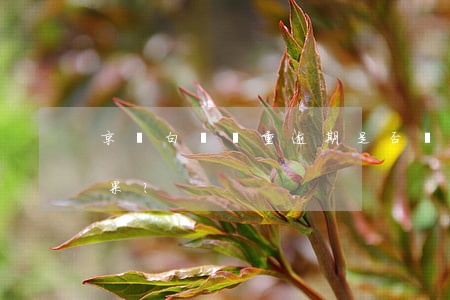 京東白條嚴重逾期是否會上征信？有何后果？